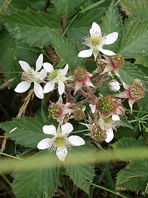 photo of Himalayan Blackberry