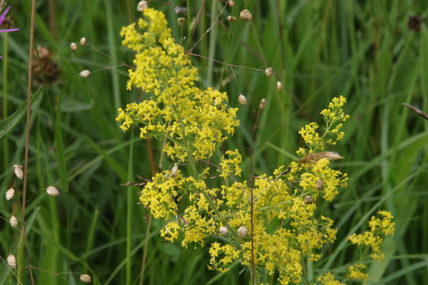 photo of Lady's Bedstraw