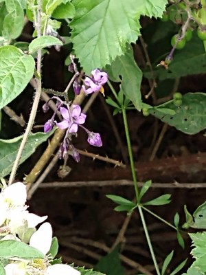 photo of Bittersweet