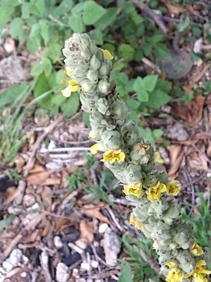 photo of Great Mullein