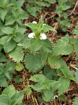 photo of White Dead Nettle