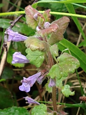 photo of Ground Ivy