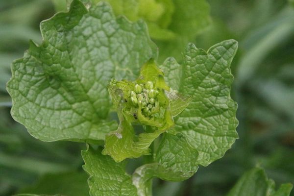 photo of Garlic Mustard