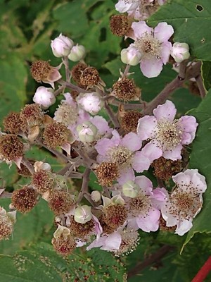 photo of Elm Leaved Bramble