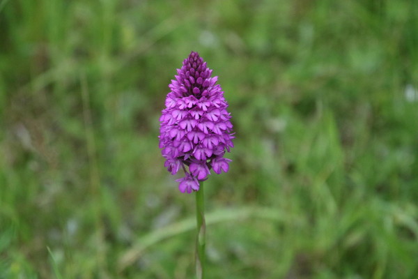 photo of Pyramidal Orchid