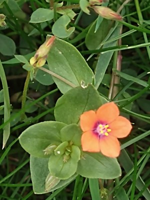 photo of Scarlet Pimpernel