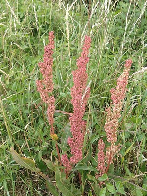 photo of Curled Dock