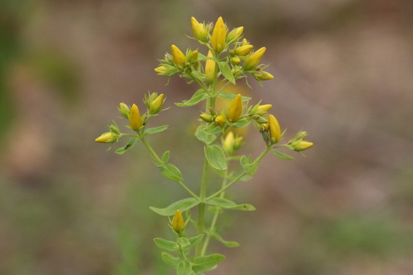 photo of Perforate St. John's Wort