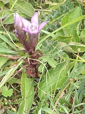 photo of Autumn Gentian