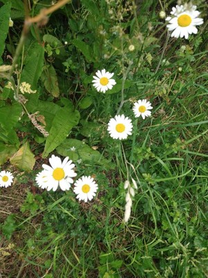 photo of Oxeye Daisy