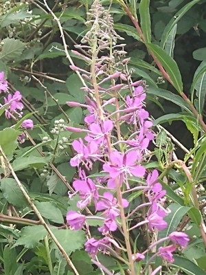 photo of Rosebay Willowherb