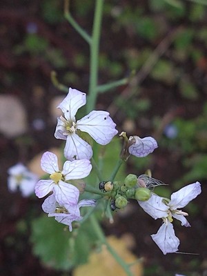 photo of Wild Radish