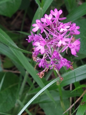photo of Pyramidal Orchid
