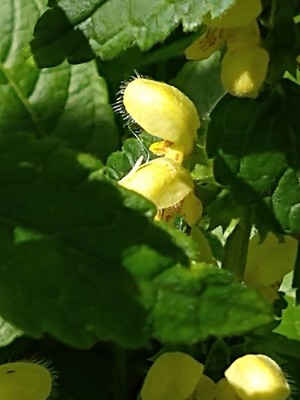photo of Yellow Archangel