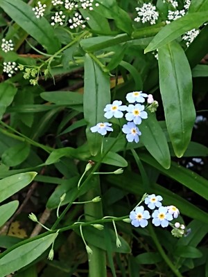 photo of Water Forget Me Not
