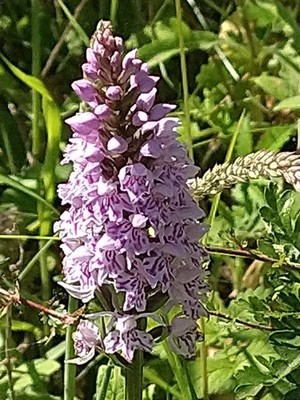 photo of Common Spotted Orchid