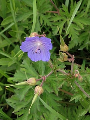 photo of Meadow Crane's Bill