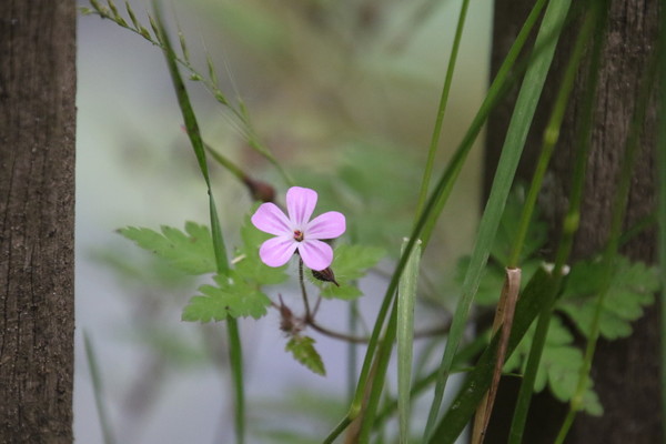photo of Herb Robert