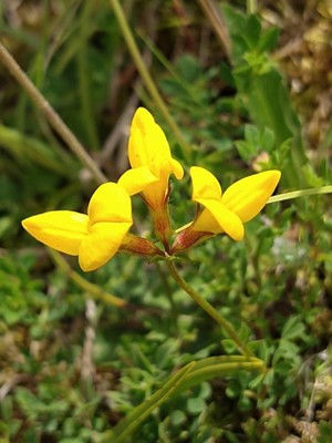 photo of Bird's Foot Trefoil