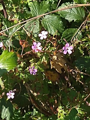 photo of Herb Robert