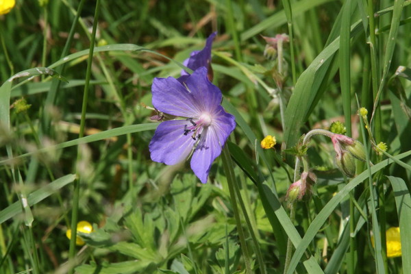 photo of Meadow Crane's Bill