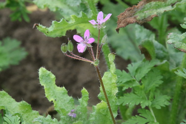 photo of Common Stork's Bill