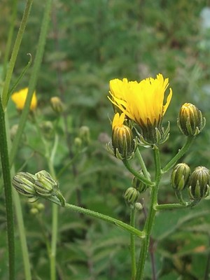 photo of Rough Hawk's Beard