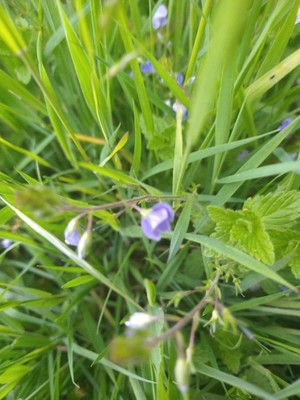 photo of Germander Speedwell