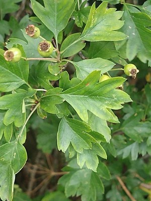 photo of Hawthorn