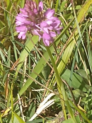 photo of Pyramidal Orchid