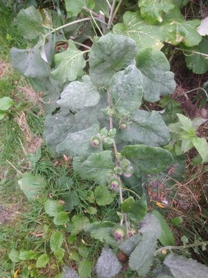 photo of Lesser Burdock