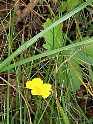 photo of Common Rockrose