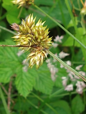 photo of False Fox Sedge