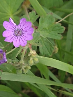 photo of Hedgerow Crane's Bill
