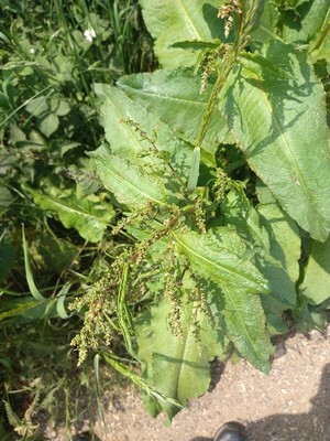 photo of Broad Leaved Dock
