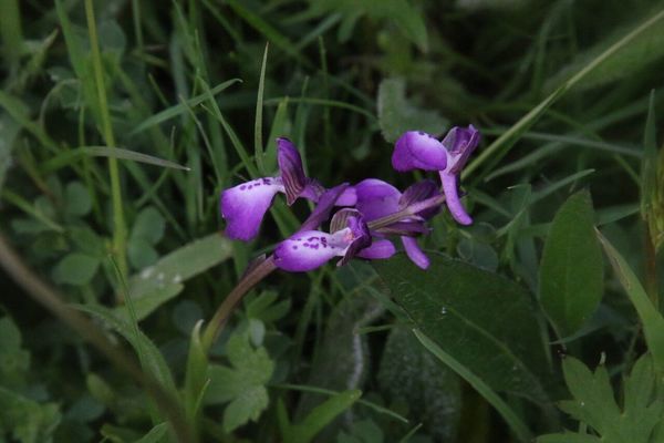 photo of Green Winged Orchid