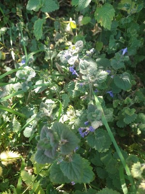 photo of Ground Ivy