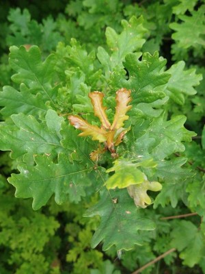 photo of Pedunculate Oak