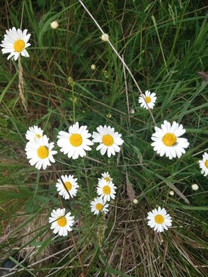 photo of Oxeye Daisy