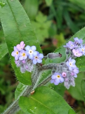 photo of Field Forget Me Not