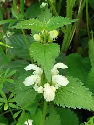 photo of White Dead Nettle
