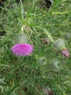 photo of Spear Thistle