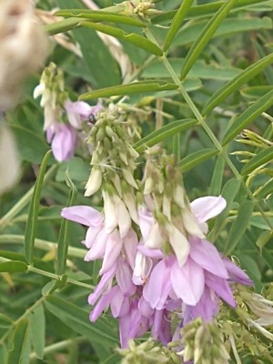 photo of Goat's Rue