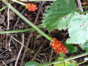 photo of Italian Arum