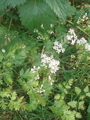 photo of Cow Parsley