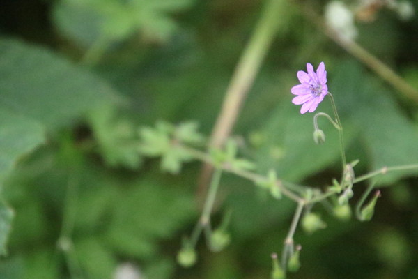 photo of Hedgerow Crane's Bill