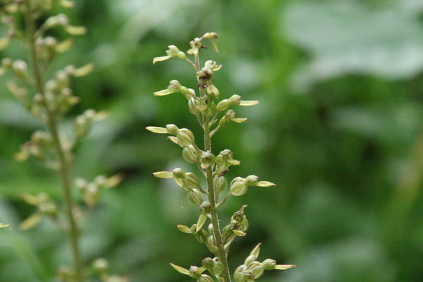 photo of Common Twayblade