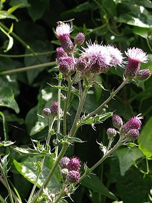 photo of Creeping Thistle