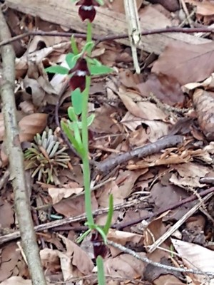 photo of Fly Orchid