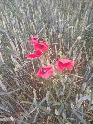 photo of Common Poppy